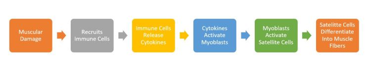 Muscle Damage Graphic